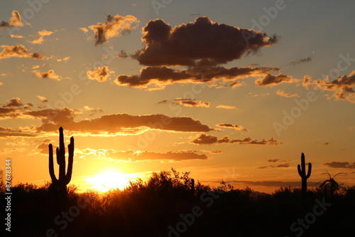 Cactus at sunset in Arizona