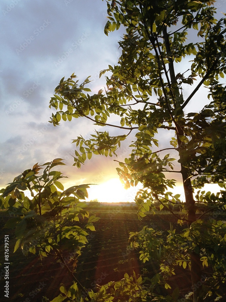 Fototapeta premium Beautiful sunset