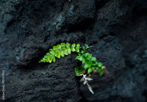 green plant on the rock