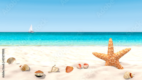 Shells and starfish on a sandy beach with a blurred background in order to focus on the foreground. Copy space available.