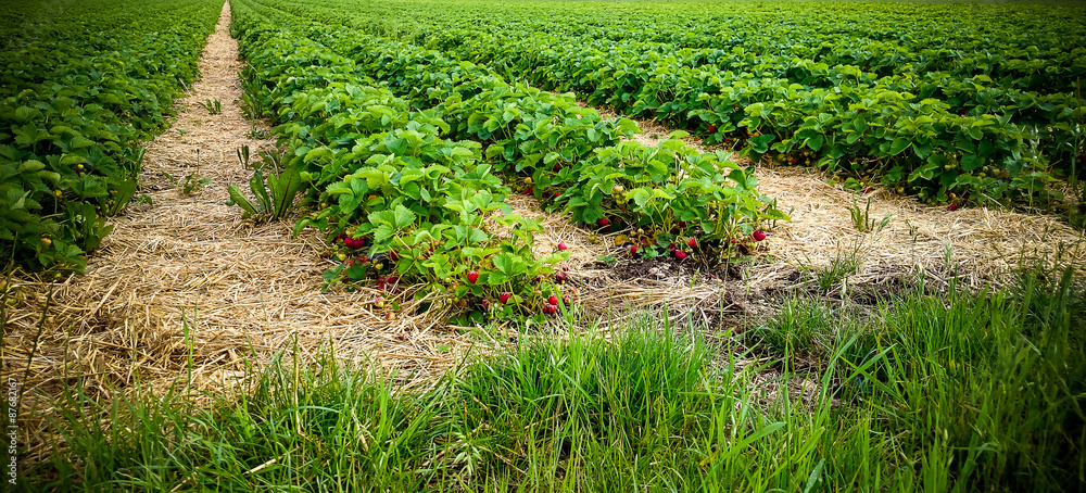 Strawberry Field with ripe berries