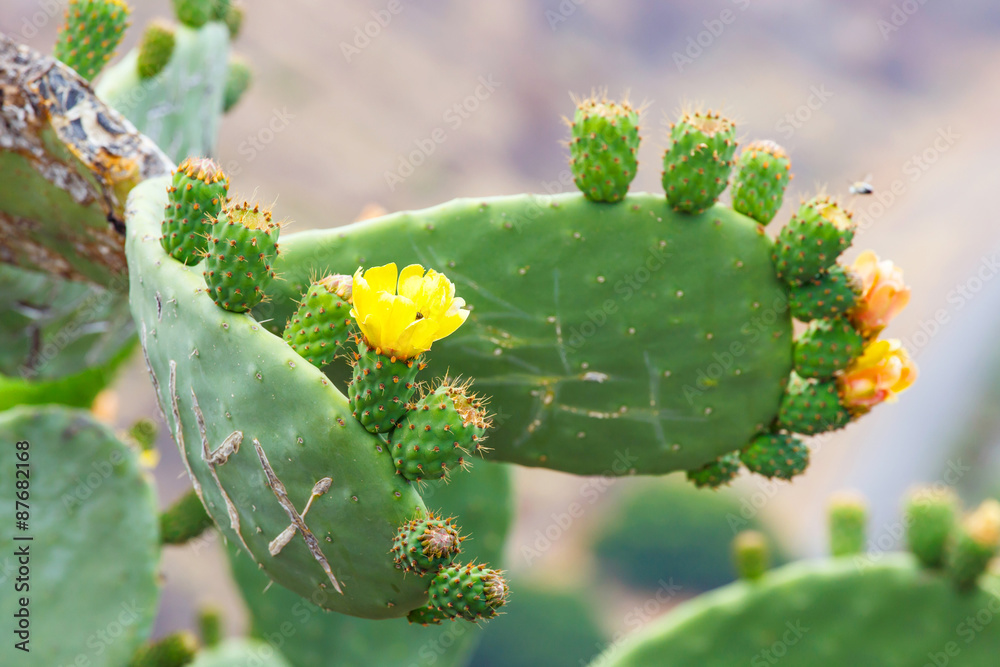 Bright yellow and orange flower of Prickly Pear (Chollas) cactus Bright yellow and orange flower of Prickly Pear (Chollas) cactus