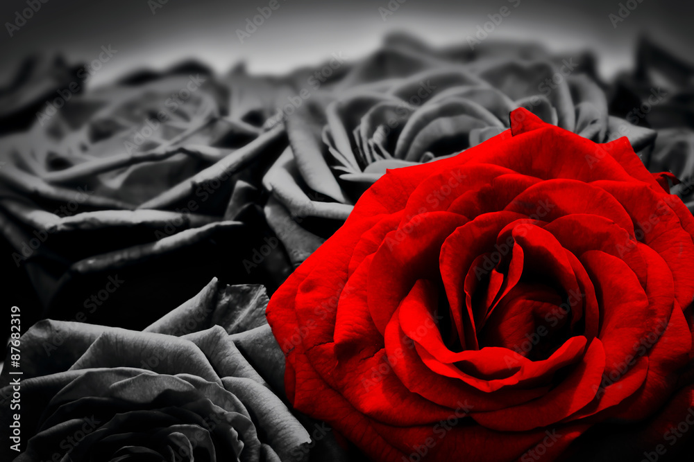 Obraz premium Romantyczna kartka z pozdrowieniami czerwona róża przeciw czarny i biały różom