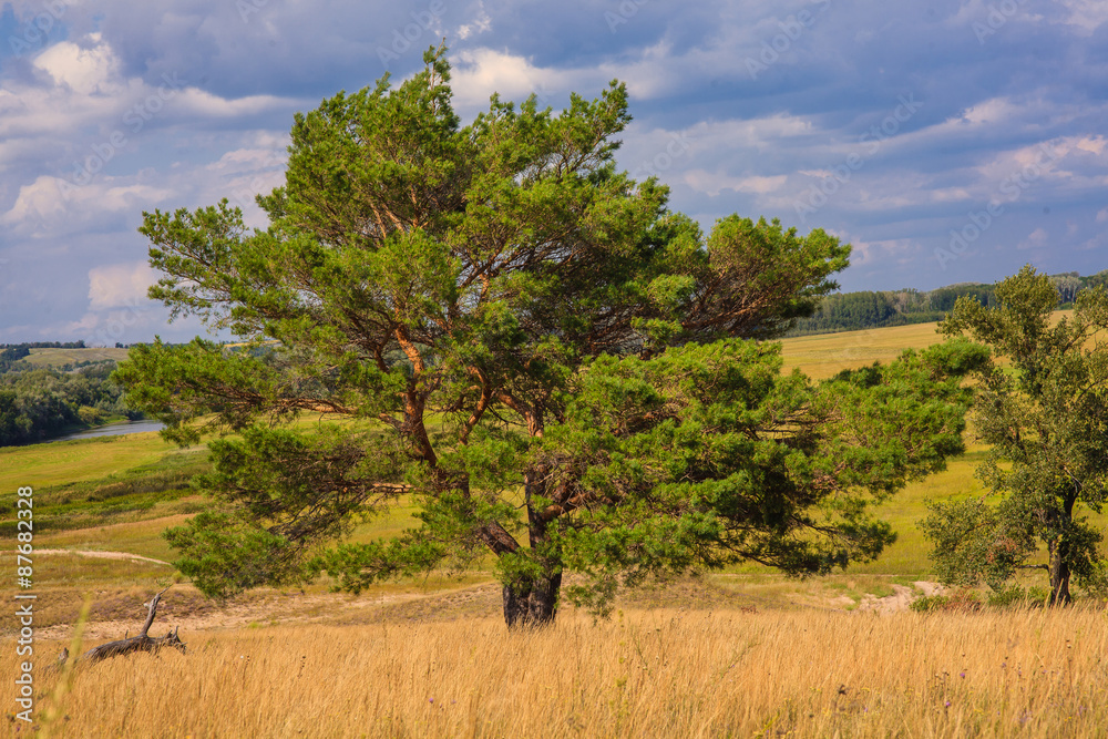 lone pine tree stands in  field on  background of blue sky Green
