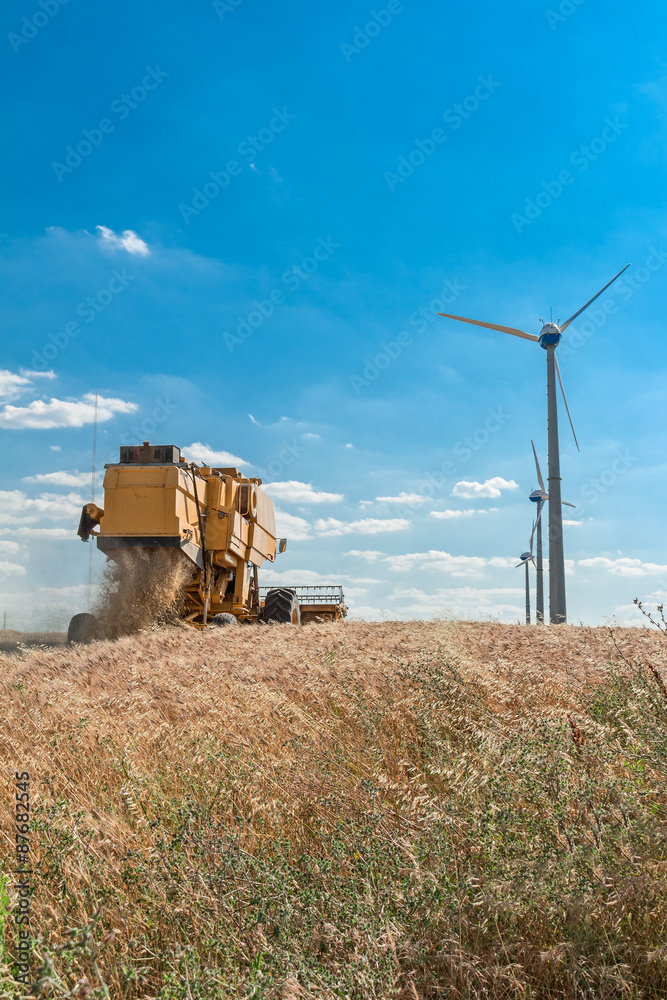 Fototapeta premium harvest in wheat field with wind turbine 