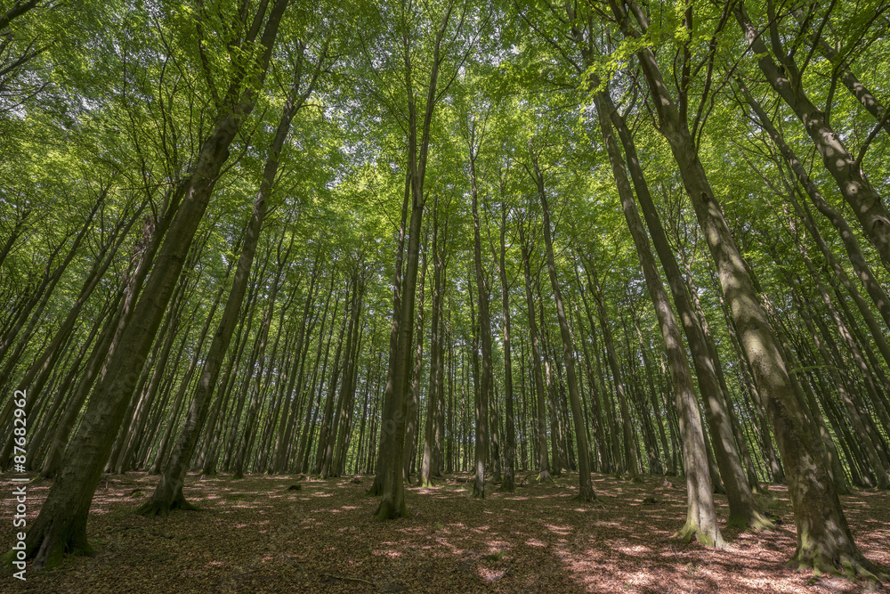 forest Rujana Germany forest Rujana Germany