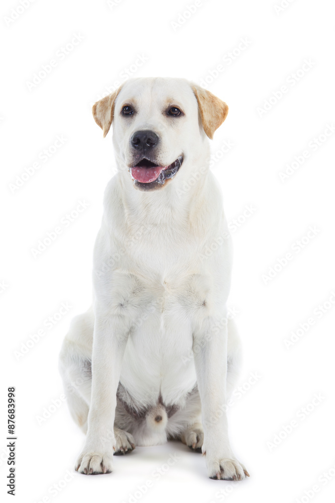 Labrador dog