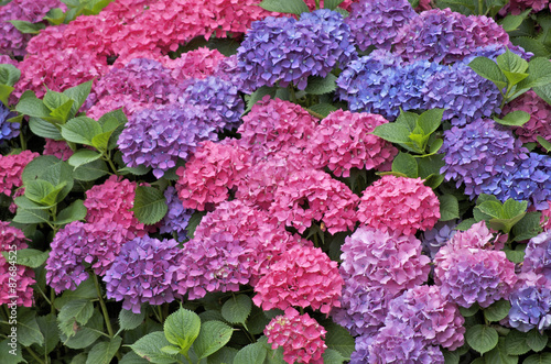 Photography hortensia Bretagne