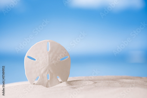 starfish  with ocean , beach and seascape