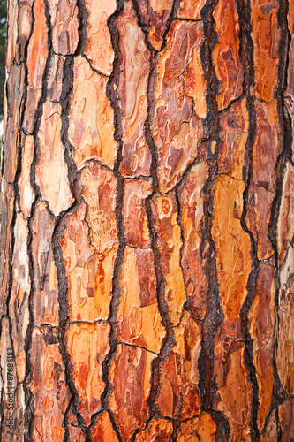 Brown bark of pine tree