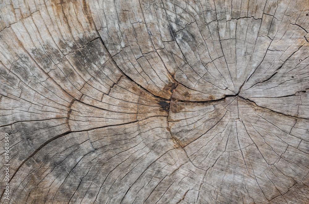 Fototapeta premium Texture of the wood from the trees