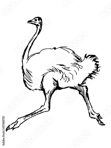ostrich
