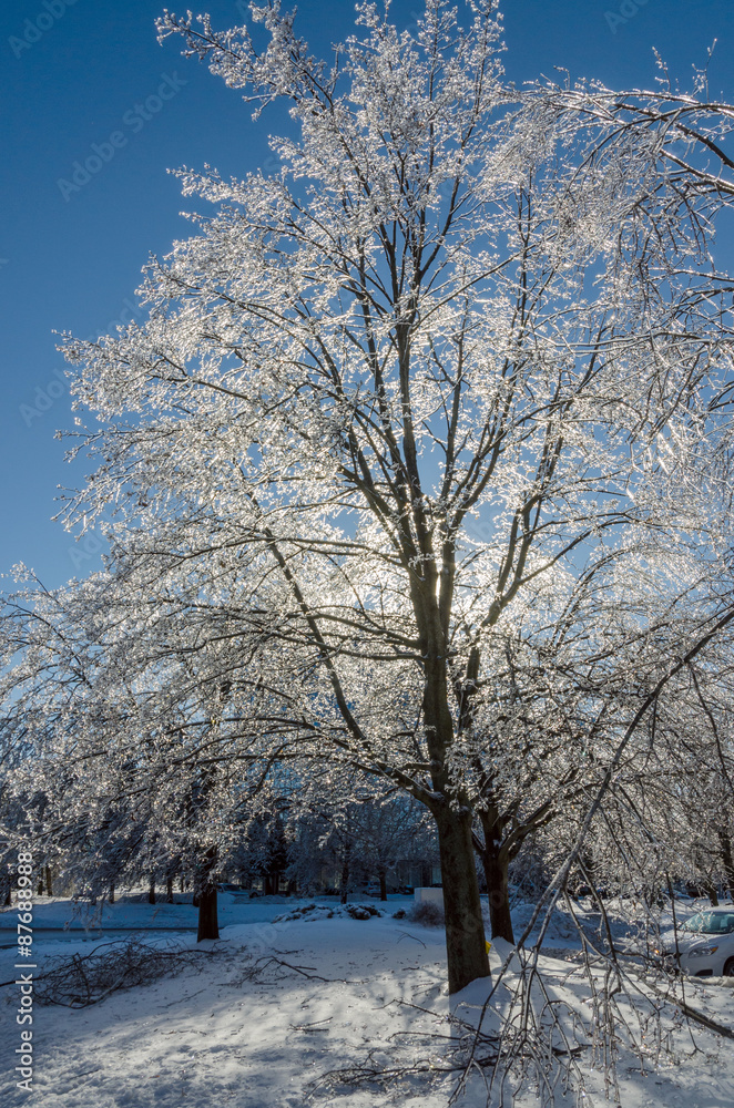 Obraz premium Freezing rain