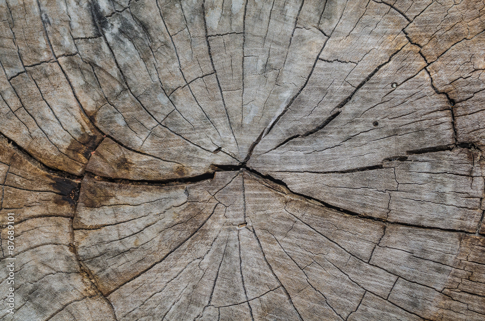 Fototapeta premium Texture of the wood from the trees