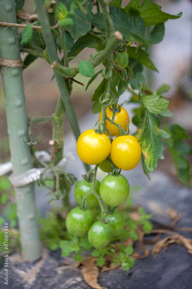 Fresh bunch tomatoes in garden  