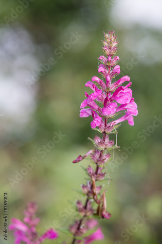 pink chiang dao © hillman