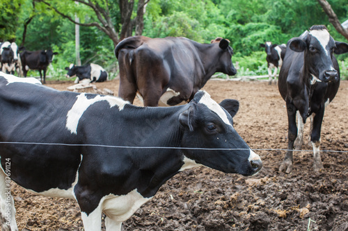 herd of milk cow on the farm
