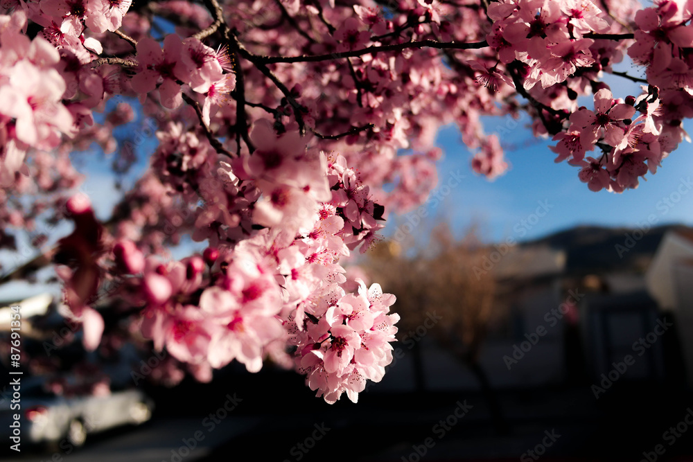 Obraz premium Purple Leaf Plum Close