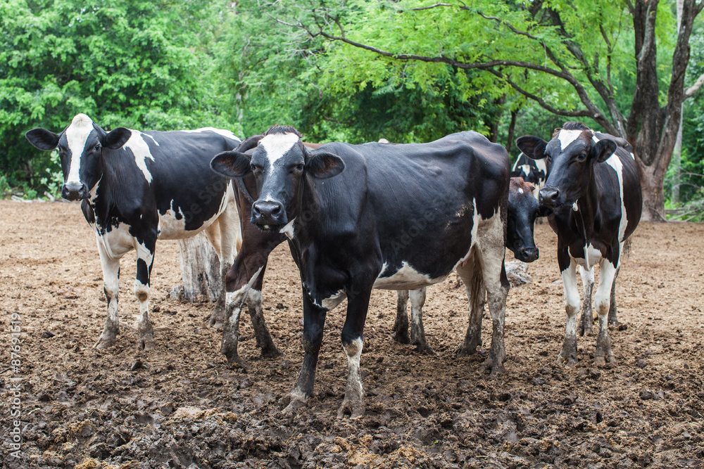 herd of milk cow on the farm
