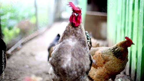 Cock roosters on farm