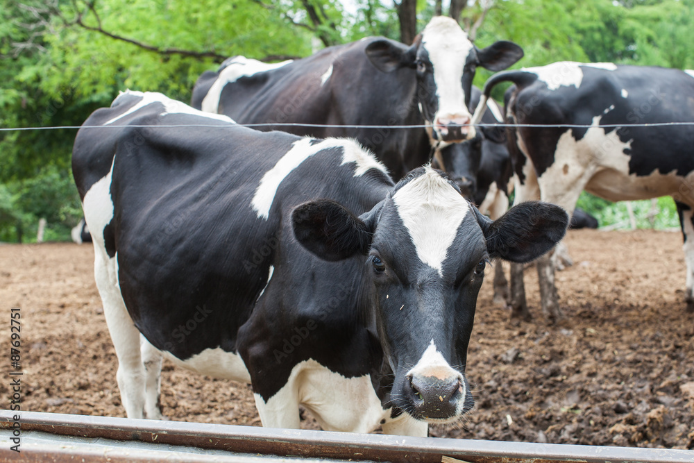 herd of milk cow on the farm