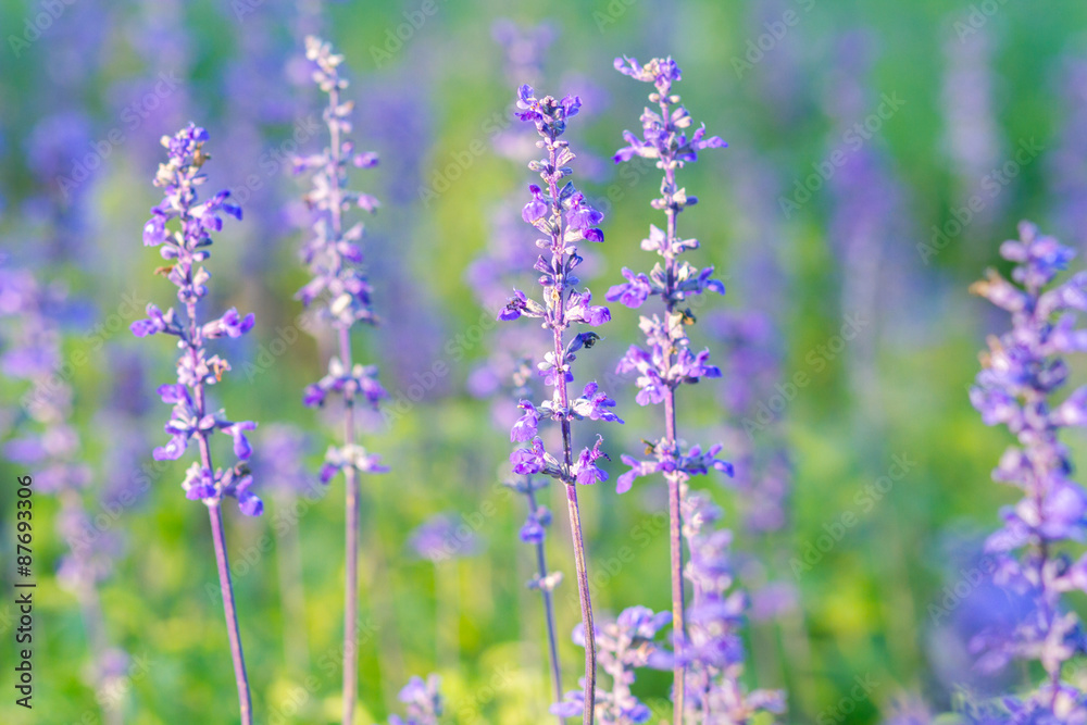 Beautiful spring background with Salvia farinacea Benth. Beautiful spring background with Salvia farinacea Benth.