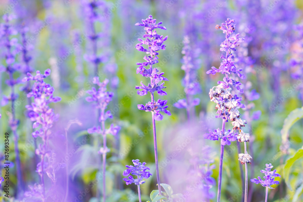 Fototapeta premium Blue Salvia (salvia farinacea) flowers blurred background