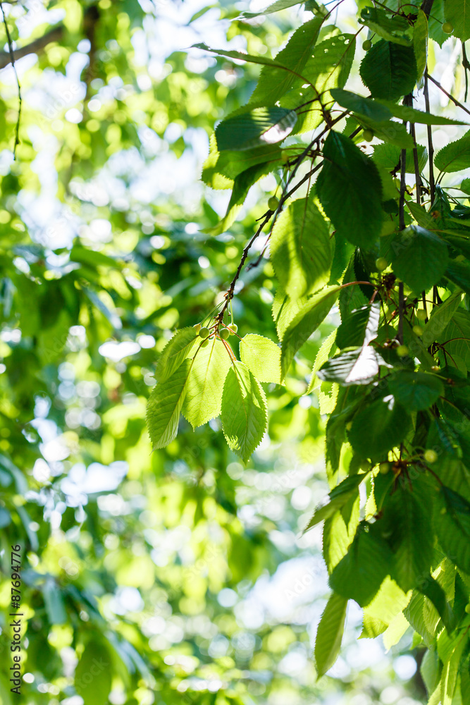 Obraz premium morning tree