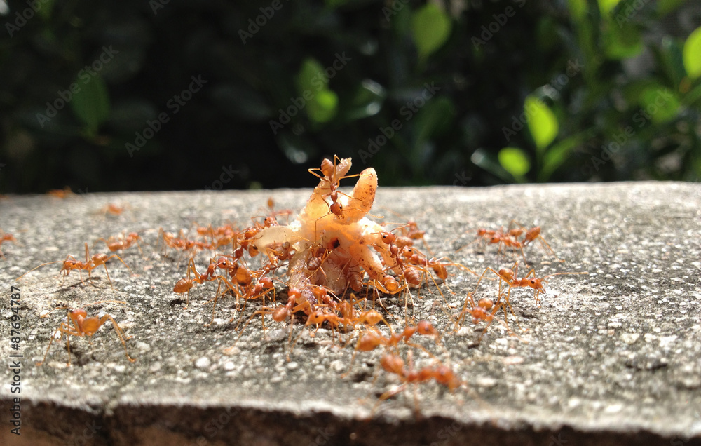 Ant Ant