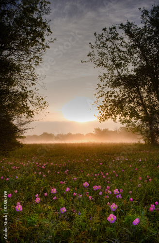 Sunrise sets morning mist ablaze over a field of wildflowers in Texas