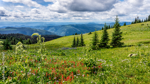 Hiking through the Wild Flowers in the High Alpine of Tod Mountain in the Sushwap Highlands and part of the Sun Peaks ski resort in central British Columbia photo