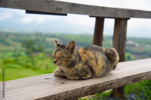 Cat sleeping on a wooden chair