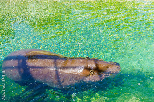 Hippo swims in  the water  