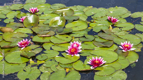 Tableau sur toile Flowers of a pink water-lily on a pond