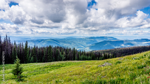 High Alpine Meadows of British Columbia with Flowers and also showing the many Pine Beetle infected Trees. that affect so many trees in the north western regions of North America