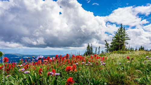 Indian Paint Brush and Aster Flowers in the High Alpine of Tod Mountain in the Sushwap Highlands and part of the Sun Peaks ski resort in central British Columbia photo