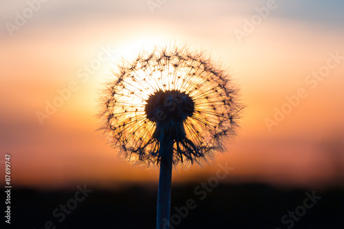 Dandelion flower with sunset