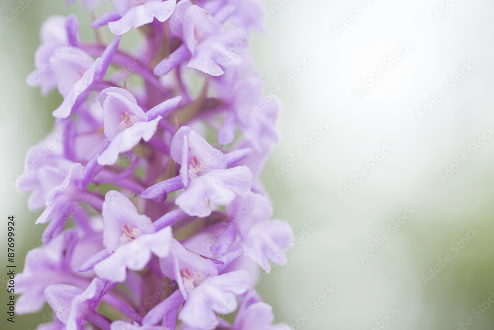 Natural fragrant orchid, Gymnadenia conopsea. Light flower on solid lihght green background Natural fragrant orchid, Gymnadenia conopsea. Light flower on solid lihght green background