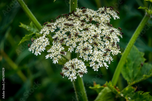 Lots of Flies on a White Valerian Flower in the High Alpine of the Sushwap Highlands and part of the Sun Peaks ski resort in central British Columbia photo