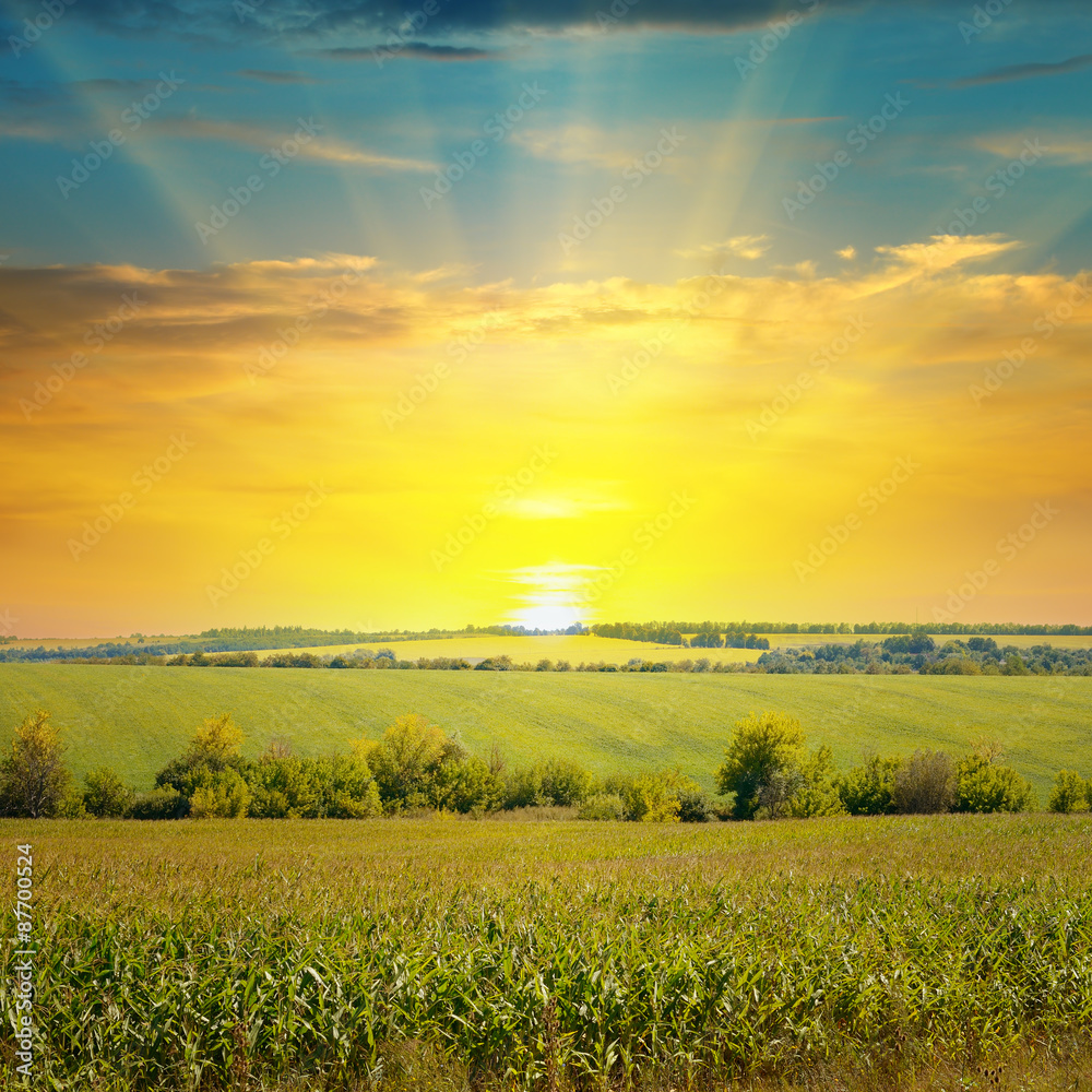 Obraz premium corn field and sunrise on blue sky