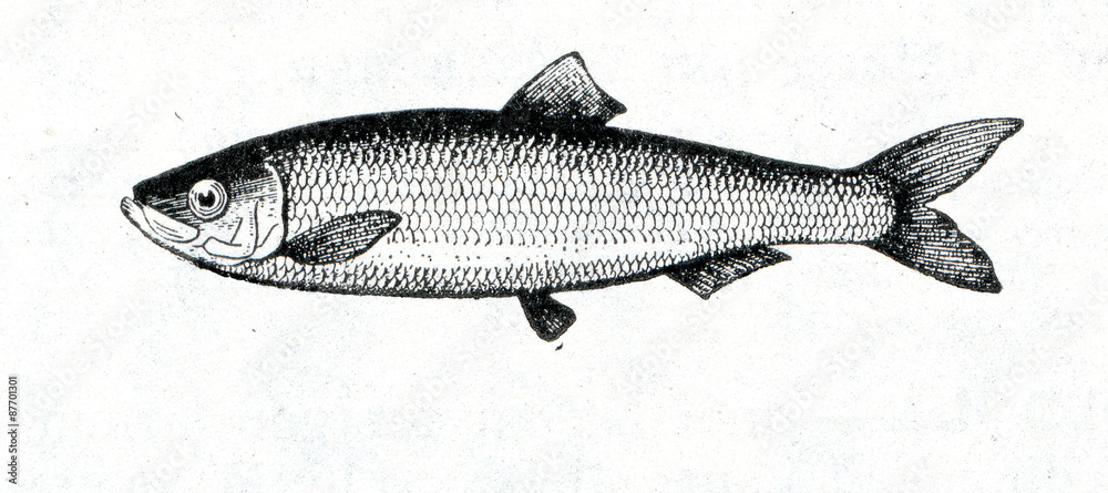 Baltic herring (Clupea harengus membras)