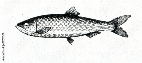 Obraz na płótnie Baltic herring (Clupea harengus membras) w salonie
