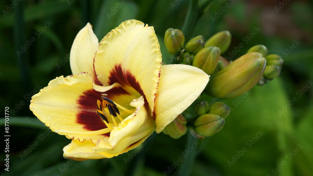 Fototapeta premium Vanilla Lily.