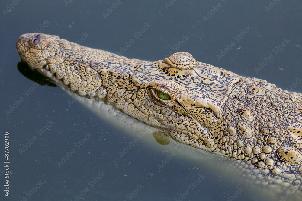 Obraz premium Krokodilkopf