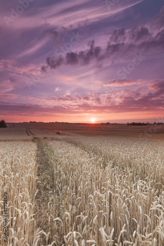 Getreidefeld in der Uckermark zum Sonnenuntergang