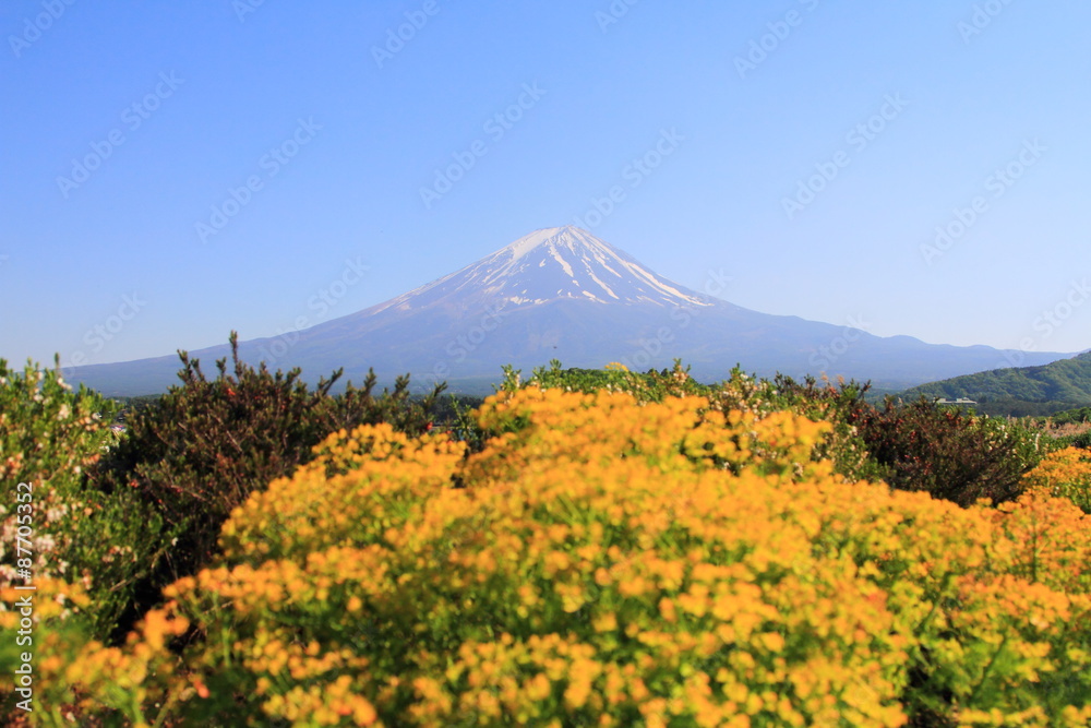 Fototapeta premium Mountain Fuji in Japan Lake Kawaguchi