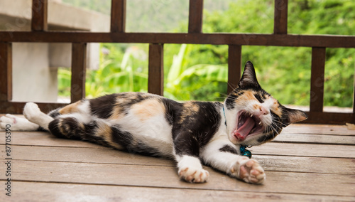 Cat yawning on the wooden floor.