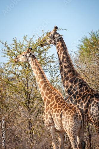 Fototapeta Naklejka Na Ścianę i Meble -  Male and female giraffe eating
