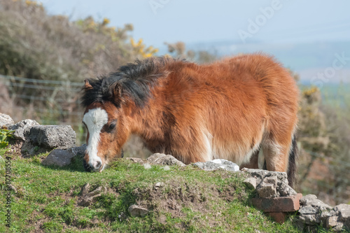 pretty welsh pony grazing in a paddock
