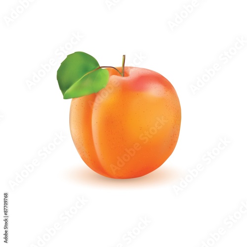 Apricot realistic illustration.